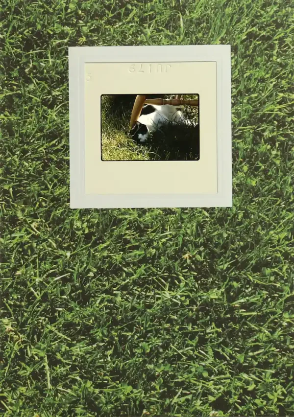 Carte à personnalisée avec une diapositive d'un chat dans l'herbe